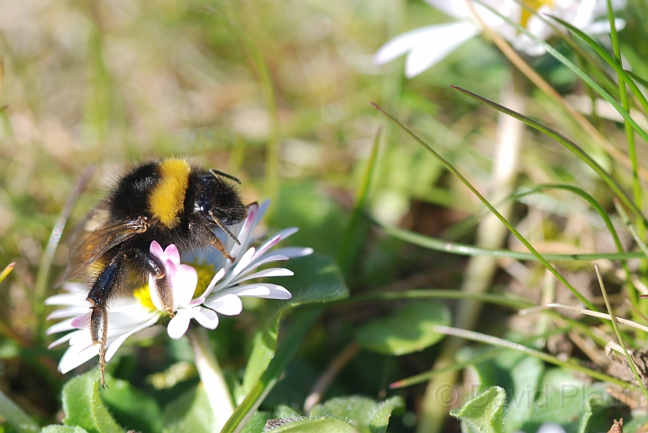 Bombus terrestris.JPG - Bombus terrestris - Cotswolds